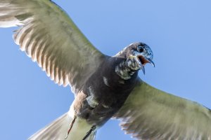 1V0A8817-Edit.jpg