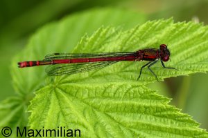 red_damselflies_L_2023_03.JPG