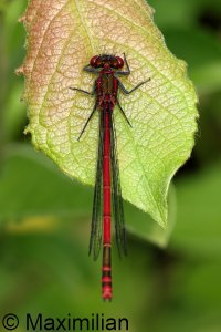 red_damselflies_L_2023_04.JPG