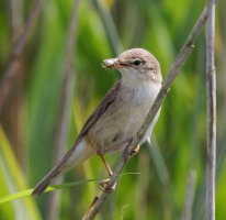 309A0993-DxO_reed_warbler+insect_ed.jpg