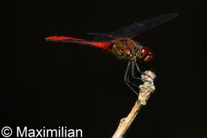 darter_rud_2023_04.JPG