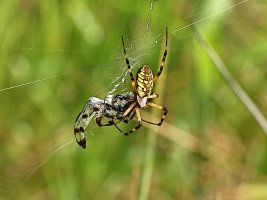 Wetlands Garden Spider and Dragonfly 7863.JPG