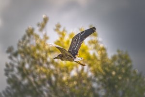 HB 20230730_51A5355_DxO-Bearbeitet.JPG