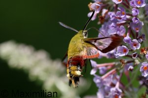 hawk_moth_2023_01.JPG
