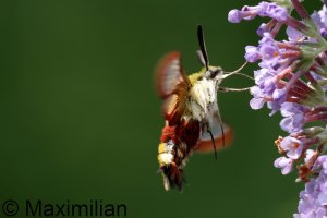 hawk_moth_2023_02.JPG