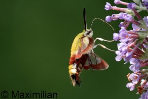 hawk_moth_2023_03.JPG