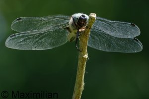scarce_chaser_2023_05.JPG
