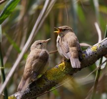 309A3557-DxO_juvenile_reed_warblers-0.3.jpg