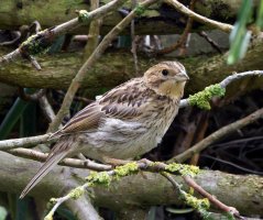 309A3659-DxO_Corn_bunting ed1-ts.jpg