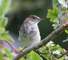 309A3681-DxO_Female_Blackcap-ts.jpeg