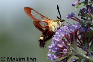 hawk_moth_2023_04.JPG