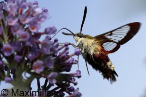 hawk_moth_2023_06.JPG