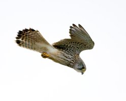 309A8462-DxO_Kestrel_Hovering_iso32k_gif0-denpvaut.jpeg