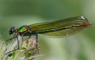 3R3A9383-DxO_female_banded_demoiselle-ls-Sm.jpg