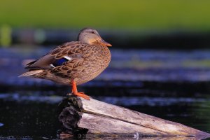 Mallard female.jpg