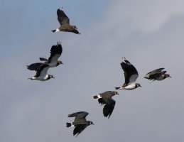 309A4292-DxO_lapwings_flying_1000mm crop.jpg