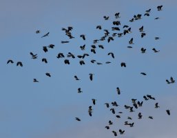 3R3A0415-DxO_lapwings_flying.jpg