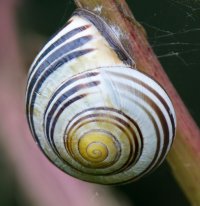 Snail_M_crop.jpg