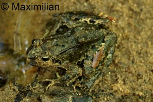 grass_frog_2023_01.JPG