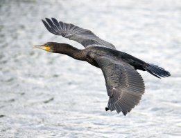 309A4407-DxO_Cormorant_flying+0.6-ls-tsaut_small.jpeg