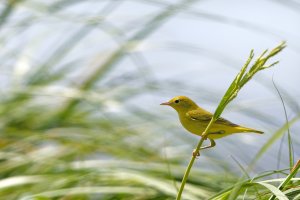 Yellow Warbler.jpg