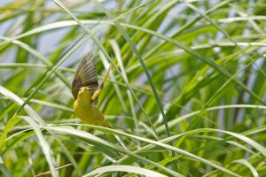 Ready for Liftoff.jpg