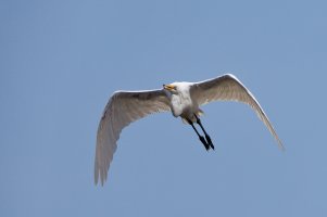 Great Egret.jpg Great Egret.jpg