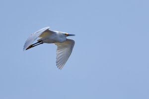 Snowy Egret .jpg Snowy Egret .jpg
