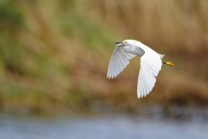 Snowy Egret Wingbeat.jpg Snowy Egret Wingbeat.jpg