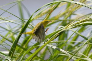 Warbler Alighting.jpg Warbler Alighting.jpg