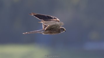 kleiner Greifer_03.jpg