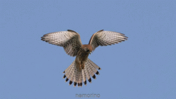 rüttelflug.gif