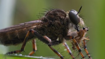 Raubfliege und Beute_02.jpg