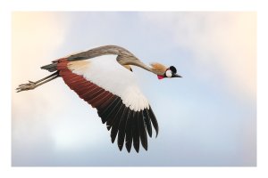 greycrownedcrane.jpg