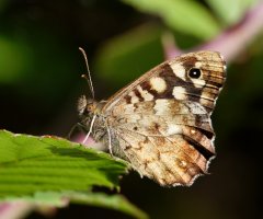 309A4945-DxO_speckled_wood_butterfly-ls-dns.jpeg