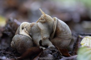 snails.jpg