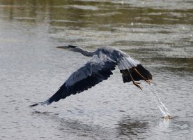 309A4906-DxO_Grey_Heron_taking_off-dns_800mm.jpeg