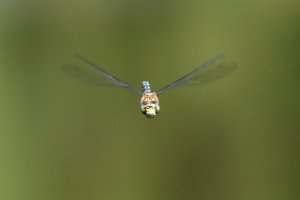 migrant_hawker_2023_01.JPG