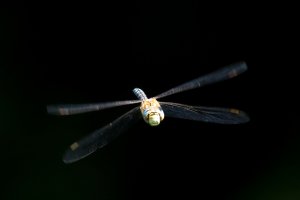 migrant_hawker_2023_02.JPG