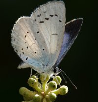 3R3A0673-DxO_Holly_blue_butterfly-ls-sm.jpeg