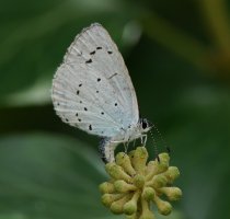 3R3A0649-DxO_Holly_blue_butterfly_laying_eggs-ls-ss.jpeg