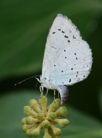 3R3A0641-DxO_Holly_blue_butterfly_laying_eggs-ls-ss.jpeg