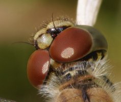 3R3A0707-DxO_female_ruddy_darter-ls-ss_head.jpeg