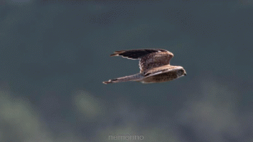 turmfalke.gif