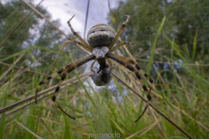 wasp spider.jpg