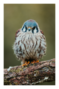 americankestrel.png