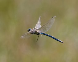 309A5163-DxO_Emperor_Dragonfly_Flying-ls-Sm1_bg.jpg