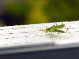 309A5103-DxO_Oak_Bush_Cricket_aut_small.jpg