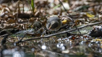 juvenil wagtail and fly_03.jpg