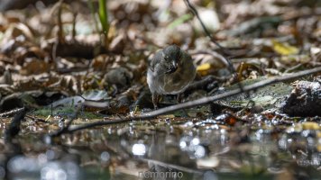 juvenil wagtail and fly_02.jpg
